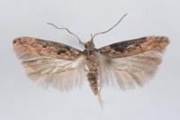 Scrobipalpa costella