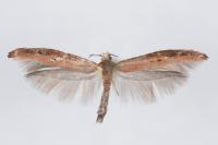 Zelleria hepariella