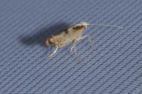 Argyresthia bonnetella