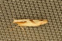 Argyresthia bonnetella