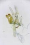Oxyptilus distans