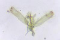 Elachista stabilella