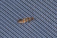 Phyllonorycter klemannella