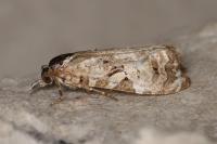 Phtheochroa rugosana