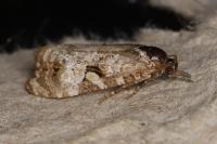 Phtheochroa rugosana