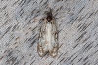 Phtheochroa rugosana