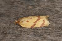 Clepsis pallidana