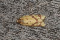 Clepsis pallidana