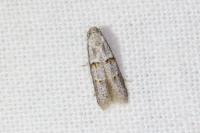 Symmocoides oxybiella
