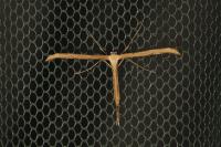 Emmelina monodactyla