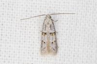 Symmocoides oxybiella
