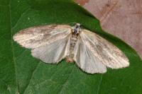 Doloploca punctulana