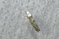 Paraswammerdamia albicapitella