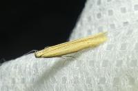 Batrachedra parvulipunctella