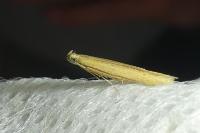 Batrachedra parvulipunctella
