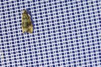 Celypha lacunana