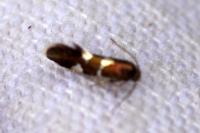Antispila metallella