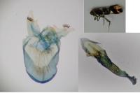Antispila metallella