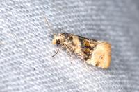 Cochylis nana