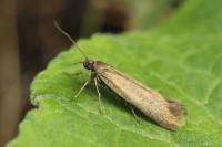 Scythris flavilaterella