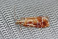 Rhyacionia buoliana