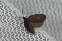 Psyche casta