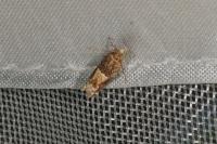 Crocidosema plebejana