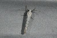 Yponomeuta