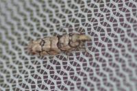 Pseudococcyx tessulatana