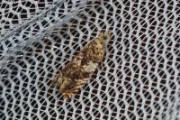 Epinotia abbreviana