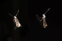 Endrosis sarcitrella