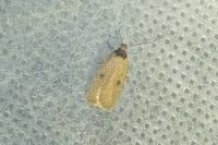 Agonopterix subpropinquella