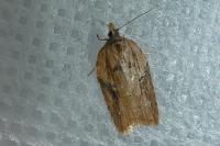Acleris hastiana