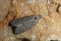 Cnephasia