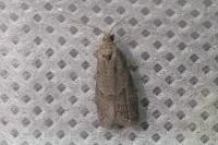 Cnephasia