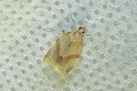 Clepsis consimilana