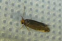 Cephimallota crassiflavella