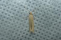 Myrmecozela ataxella