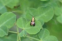 Adela australis