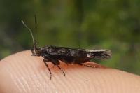 Bryotropha affinis