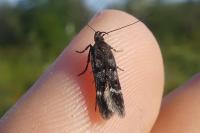 Bryotropha affinis