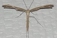 Emmelina monodactyla