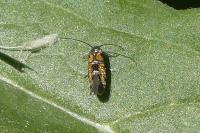 Heliodines roesella