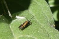 Heliodines roesella