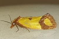 Agapeta zoegana