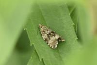 Celypha lacunana