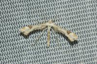 Platyptilia
