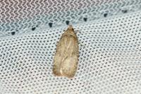 Agonopterix