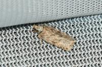 Depressaria
