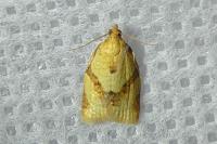 Clepsis consimilana